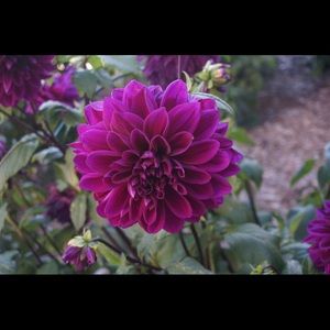 Meet your Posher, Ramona